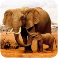 大象模拟器 V1.0.6 安卓版